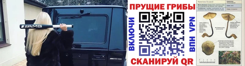 Псилоцибиновые грибы мицелий  Купить закладки  Тайга 